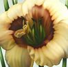 daylilly. Large.jpg